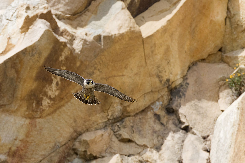 800px-Peregrine_Falcon_in_flight.jpg