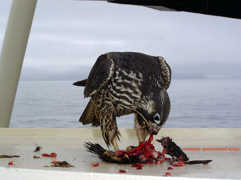 800px-Falco_peregrinus_on_ship_USFWS-1.jpg